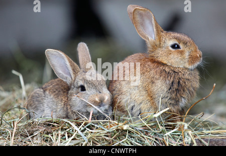 Il coniglio domestico (oryctolagus cuniculus f. domestica), due giovani animali insieme seduta nel fieno Foto Stock