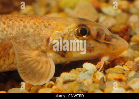 Danubiana e del perno (Gobio uranoscopus, Romanogobio uranoscopus), ritratto, in Germania, in Baviera, Lech Foto Stock