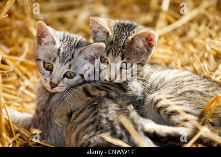 Il gatto domestico, il gatto di casa (Felis silvestris f. catus), due gattino giacente in paglia, Germania Foto Stock