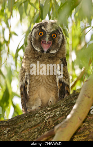 Gufo comune (Asio otus), sbadigli capretti, Austria Foto Stock