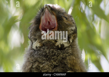 Gufo comune (Asio otus), sbadigli capretti, Austria Foto Stock