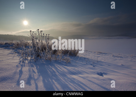 Paesaggio invernale nella luce del mattino, in Germania, in Sassonia, Vogtlaendische Schweiz Foto Stock