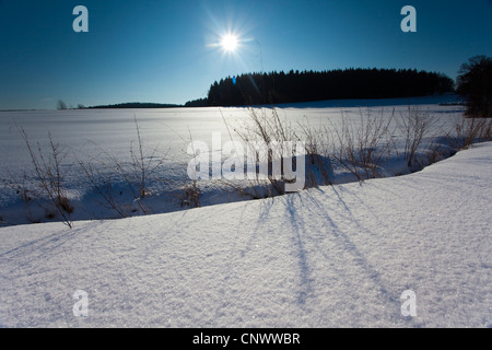 Erbe in corrispondenza di una fossa nel paesaggio invernale, in Germania, in Sassonia, Vogtlaendische Schweiz Foto Stock