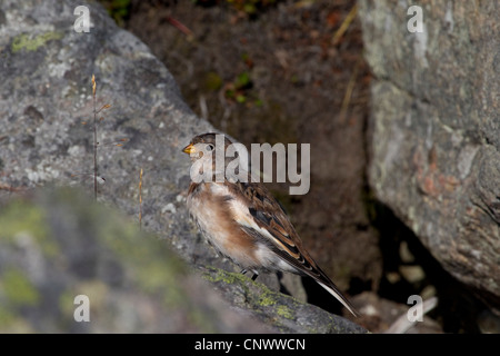 Snow bunting (Plectrophenax nivalis) in estate piumaggio appollaiato sulla roccia della tundra, Groenlandia Foto Stock