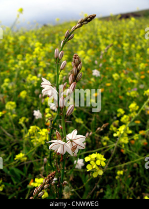 Onion-lasciava asfodeli, cipolla erbaccia, Onionweed (Asphodelus fistulosus), fioritura tra Hirschfeldia incana, Isole Canarie, Gomera Foto Stock