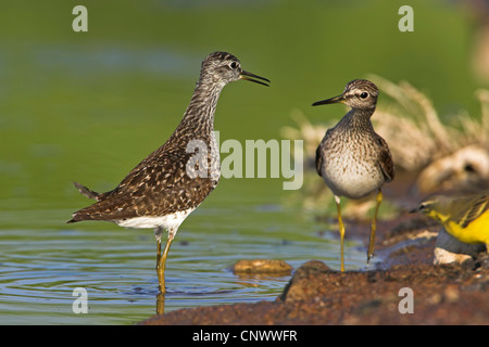 Wood sandpiper (Tringa glareola), di due uccelli permanente al bordo di un acqua tranquilla, Grecia, Lesbo Foto Stock