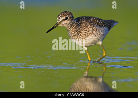 Wood sandpiper (Tringa glareola), maschio a piedi in acqua poco profonda, Grecia, Lesbo, Kalloni Saline Foto Stock