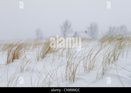 Snowcovered dune in tempesta, Germania, Meclemburgo-Pomerania, Wustrow, Darss