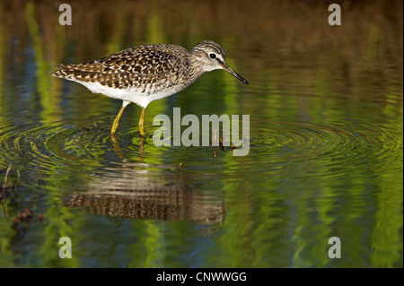 Wood sandpiper (Tringa glareola), maschio a piedi in acqua poco profonda, Grecia, Lesbo, Kalloni Saline Foto Stock