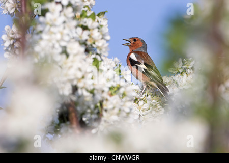 (Fringuello Fringilla coelebs), maschio seduto in fioritura di ciliegio, cantando, in Germania, in Renania Palatinato Foto Stock