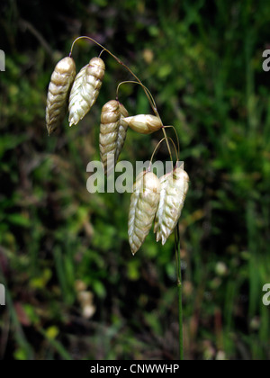 Grande vacilla-erba (Briza maxima), orecchio, Isole Canarie, Gomera Foto Stock