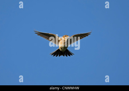 Eurasian sky lark (Alauda arvense), battenti, in Germania, in Renania Palatinato Foto Stock