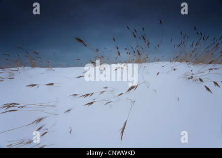 Snowcovered dune in tempesta, Germania, Meclemburgo-Pomerania, Wustrow, Darss Foto Stock