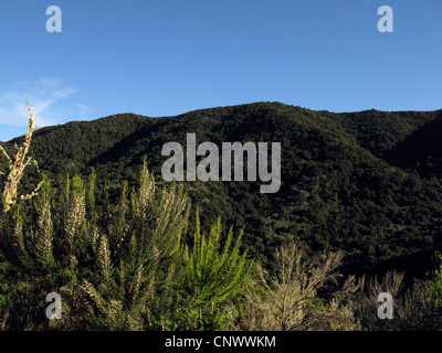 Albero di erica (Erica arborea), in fiore nel parco nazionale di Garajonay, Isole Canarie, Gomera, Parco Nazionale di Garajonay Foto Stock