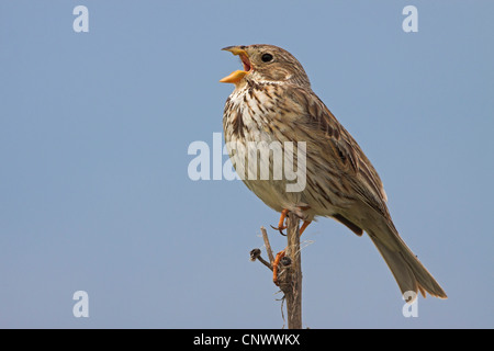 Corn bunting (Emberiza calandra, Miliaria calandra), seduto su un ramo, cantando, Grecia, Lesbo, Kalloni Saline Foto Stock