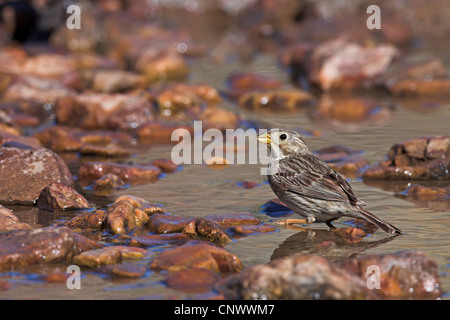 Corn bunting (Emberiza calandra, Miliaria calandra), camminando tra le pietre in acqua poco profonda di un ruscello, Grecia, Lesbo, Kalloni Saline Foto Stock