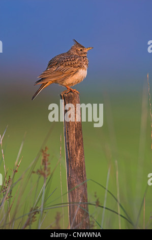 Crested lark (Galerida cristata), seduto su un palo da recinzione, Grecia, Lesbo, Kalloni Saline Foto Stock