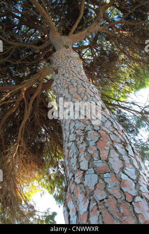 Pino domestico (Pinus pinea), vista dal basso lungo la struttura ad albero log in cima, Turchia Foto Stock