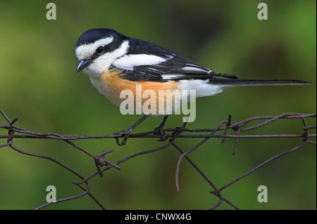 Shrike mascherato (Lanius nubicus), seduto su un barbwire, Grecia, Lesbo Foto Stock