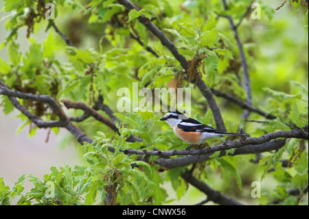 Shrike mascherato (Lanius nubicus), maschile seduto su un ramoscello, Grecia, Lesbo, Achladeri Foto Stock