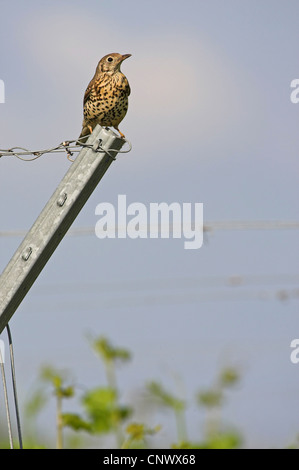 Tordo mistle (Turdus viscivorus), seduto su un montante metallico, in Germania, in Renania Palatinato Foto Stock