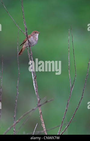 Nightingale (Luscinia megarhynchos), seduto su un ramoscello, Grecia, Lesbo, East River Foto Stock