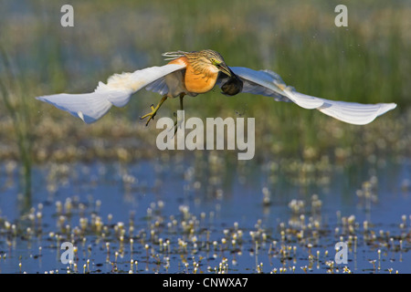 Sgarza ciuffetto (Ardeola ralloides) volando su una palude con la preda nel becco, Grecia, Lesbo, Kalloni Saline Foto Stock