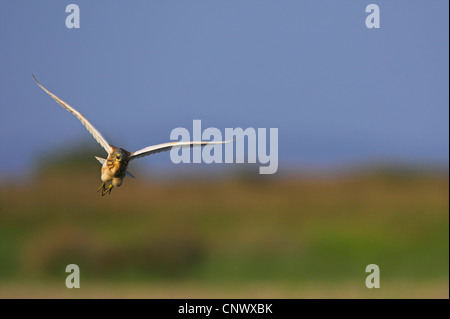 Sgarza ciuffetto (Ardeola ralloides), volare, Grecia, Lesbo, Kalloni Saline Foto Stock