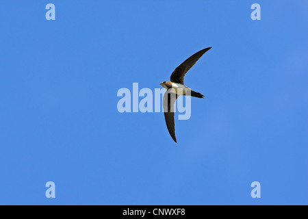 Alpine swift (Apus melba, Tachymarptis melba), volare, Grecia, Lesbo, Eressos Foto Stock