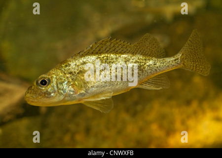 Lago Ammersee ruffe, Lago Ammersee papa (Gymnocephalus ambriaelacus), il singolo individuo di una nuova specie, 2010 trovata nel lago Ammersee, in Germania, in Baviera, Ammersee Foto Stock