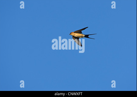 Rosso-rumped Swallow (Hirundo daurica), volare, Spagna Estremadura Foto Stock