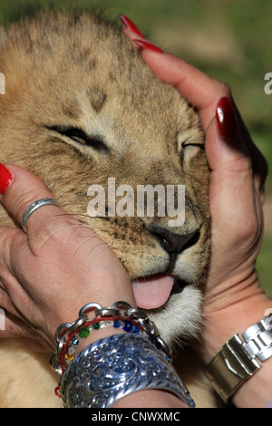 Un volontario corse delicatamente un Lion Cub in Sud Africa Foto Stock