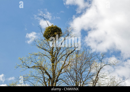 Vischio crescente sulla parte superiore dell'albero preso in Kelston, Near Bath, Regno Unito su una soleggiata giornata di primavera Foto Stock