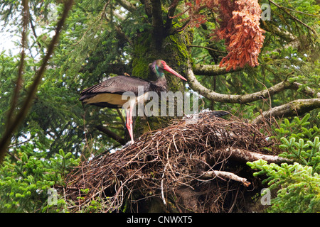 Cicogna Nera (Ciconia nigra), sul suo nido, in Germania, in Baviera Foto Stock