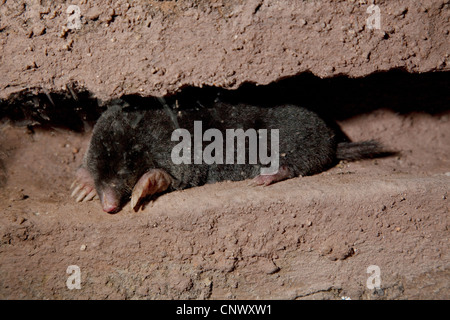 Unione mole (Talpa europaea), in tunnel subterraneous Foto Stock