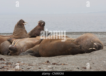 Tricheco (Odobenus rosmarus), alcuni animali in appoggio su un banco di sabbia, Norvegia Isole Svalbard, Poolepynten Foto Stock