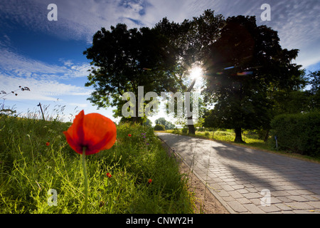 Comune di papavero, mais, papavero rosso papavero (Papaver rhoeas), fioritura di papavero in corrispondenza di un bordo di una strada asfaltata, Germania, Meclemburgo-Pomerania, Hiddensee Foto Stock