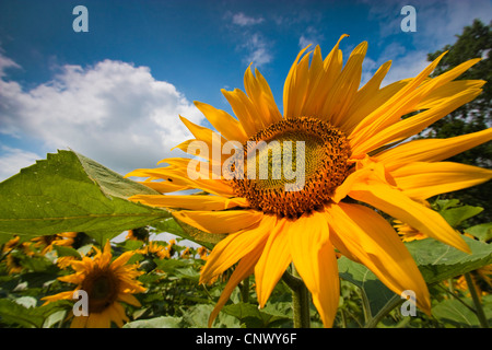 Comune di girasole (Helianthus annuus), vista al cielo da al di fuori di un campo di semi di girasole, Germania, Sassonia Foto Stock