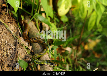 Chiazzato racer, America Centrale screziato Racer (Drymobius margaritiferus margaritiferus), in tropicale ranforest, Honduras, La Mosquitia Foto Stock