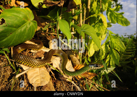 Chiazzato racer, America Centrale screziato Racer (Drymobius margaritiferus margaritiferus), in tropicale ranforest, Honduras, La Mosquitia Foto Stock