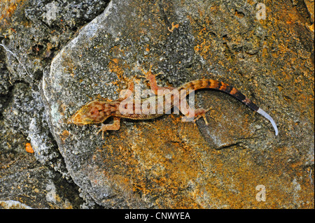 Honduras foglia-toed Gecko (Phyllodactylus palmeus), seduti su un tronco di albero, Honduras, Roatan Foto Stock
