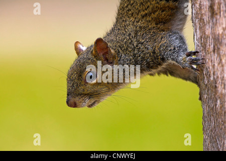 Orientale scoiattolo grigio, grigio scoiattolo (Sciurus carolinensis), seduti su un tronco di albero, ritratto, STATI UNITI D'AMERICA, Florida, De Soto Park, a San Pietroburgo