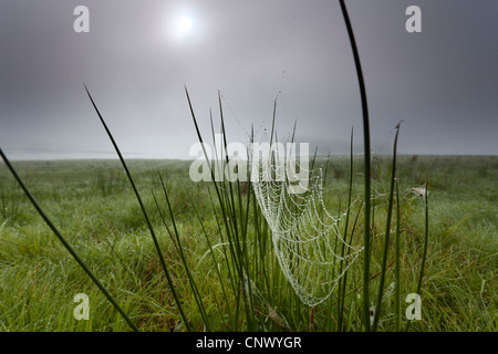 Ragnatela con rugiada di mattina di giunchi a mare, in Germania, in Sassonia, Vogtland, Talsperre Poehl Foto Stock