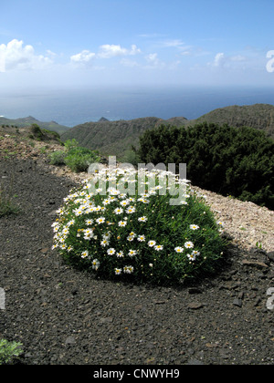 In canarie marguerite (Argyranthemum spec.), su bitume a bordo strada, Isole Canarie, Gomera, Tazo Foto Stock