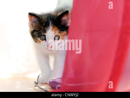 Il gatto domestico, il gatto di casa (Felis silvestris f. catus), gattino il peering da dietro un rosso cutrain Foto Stock