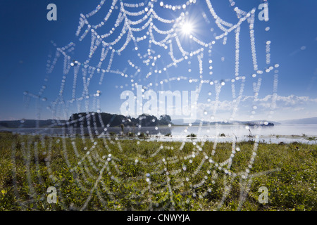 Vista attraverso un spiderweg presso un lago nella luce del mattino, in Germania, in Sassonia, Vogtland, Poehl del serbatoio Foto Stock