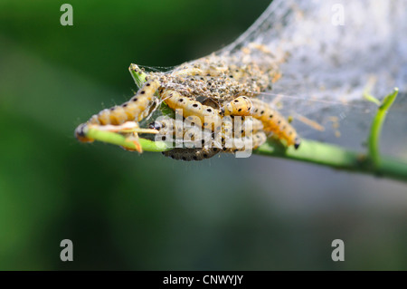 Ermellino falene (Hyponomeutidae (Yponomeutidae)), i bruchi nella loro web, Paesi Bassi Foto Stock