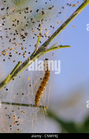 Ermellino falene (Hyponomeutidae (Yponomeutidae)), Caterpillar nel web, Paesi Bassi Foto Stock