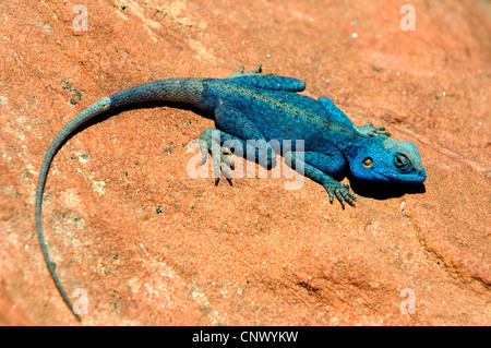 Blu-throated AGAMA SA, blu-headed tree AGAMA SA (AGAMA SA atricollis, Stellio atricollis), in blu colorazione nuziale sulla roccia rossa, Giordania Petra Foto Stock