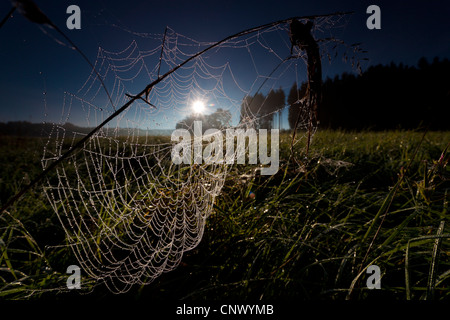 Ragnatela con rugiada di mattina nella luce del mattino, in Germania, in Sassonia, Vogtlaendische Schweiz Foto Stock